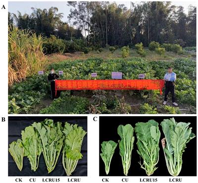 Lignin-based controlled-release urea improves choy sum growth by regulating soil nitrogen nutrients and bacterial diversity